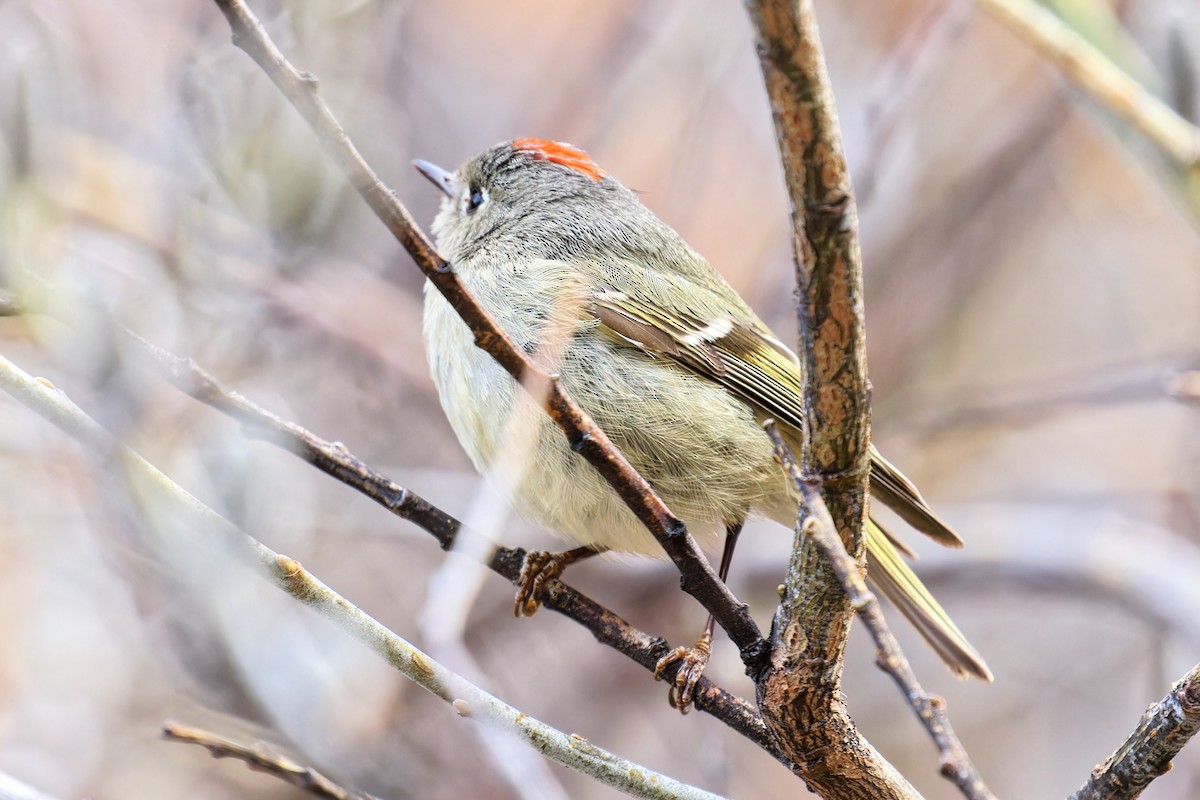 Ruby-crowned Kinglet - Bob Walker