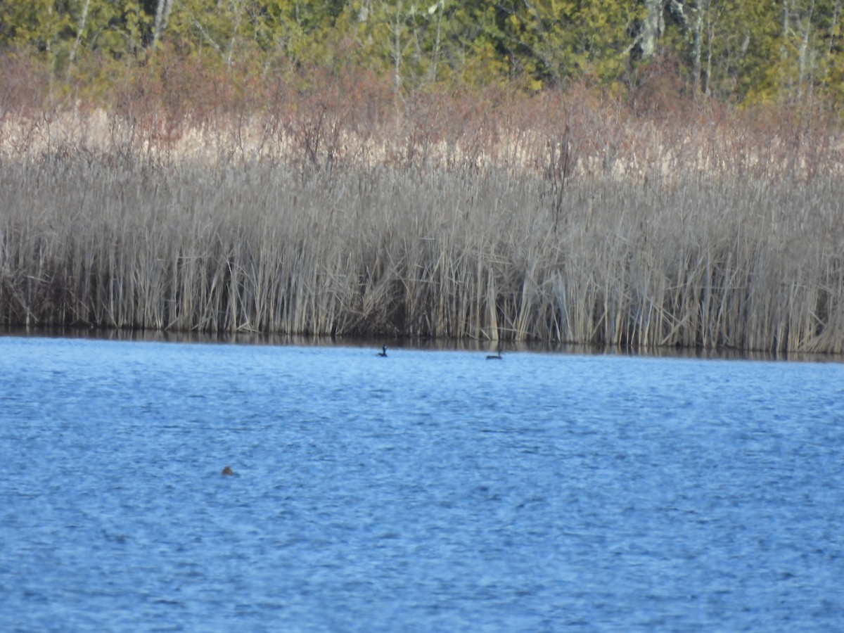 Ring-necked Duck - ML616728790