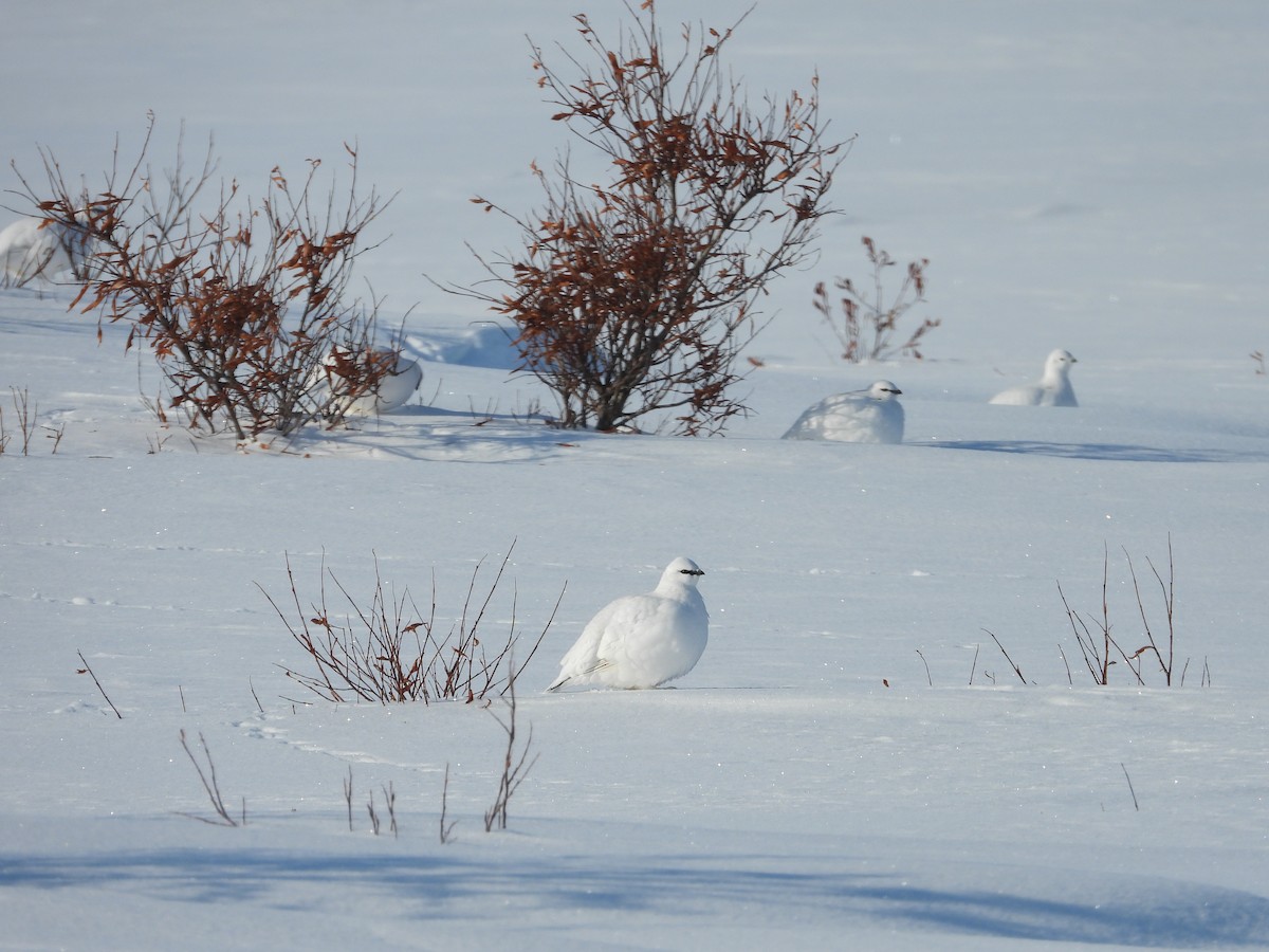 Rock Ptarmigan - Robert Gervais