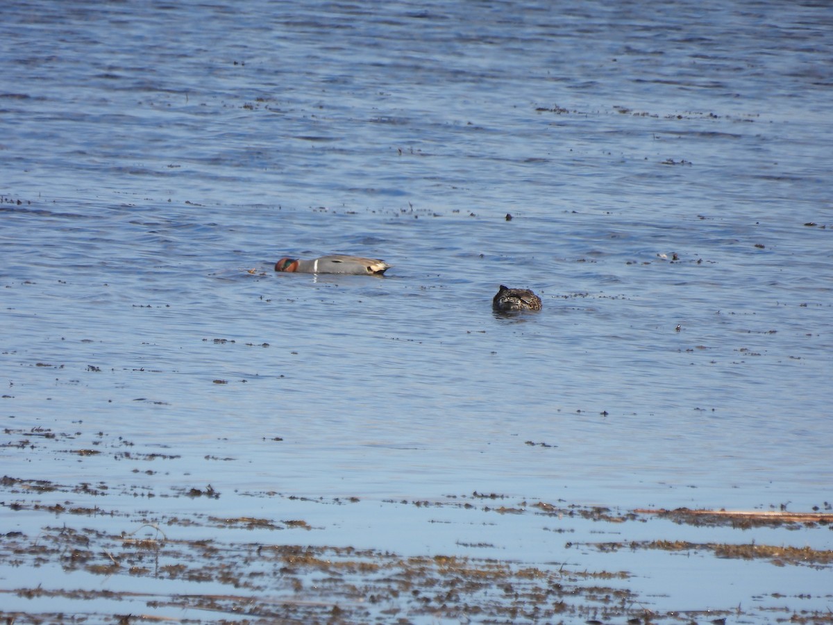 Green-winged Teal - ML616728810