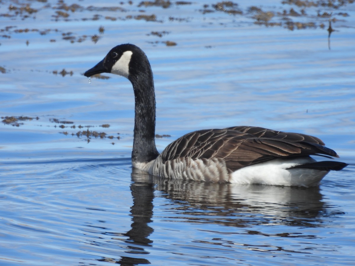 Canada Goose - ML616728824