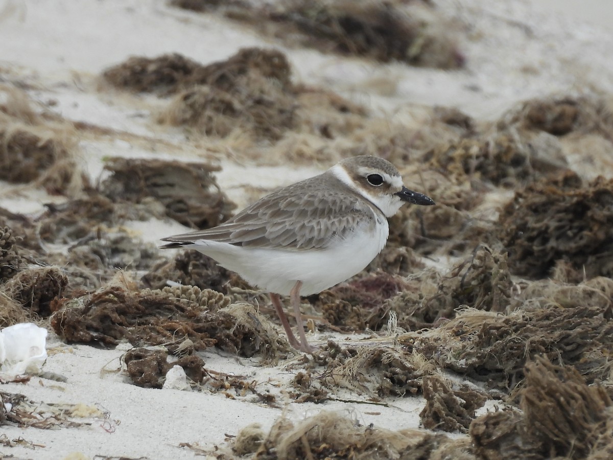 Wilson's Plover - Christina Sabochick