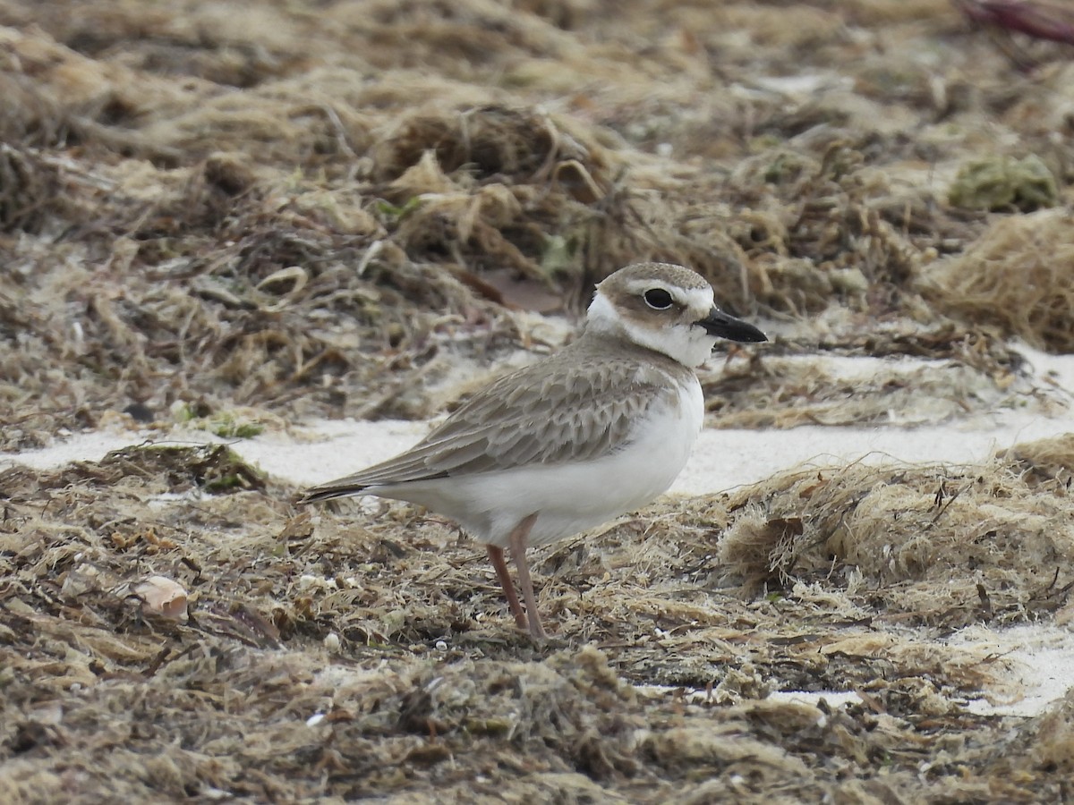 Wilson's Plover - Christina Sabochick