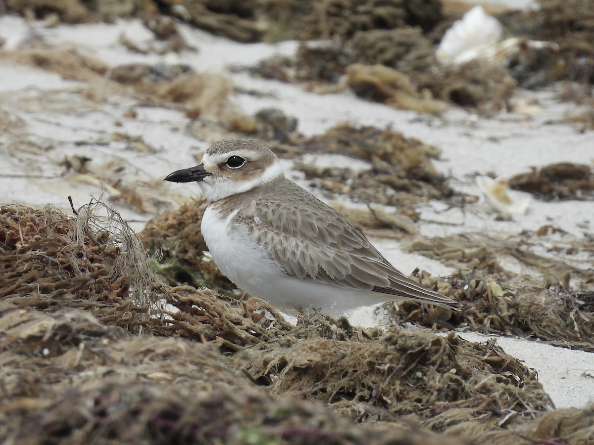 Wilson's Plover - Christina Sabochick