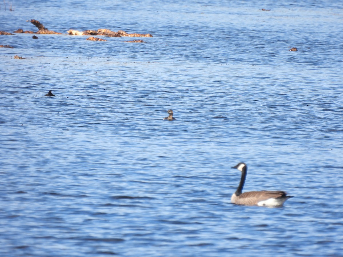 Pied-billed Grebe - ML616728841