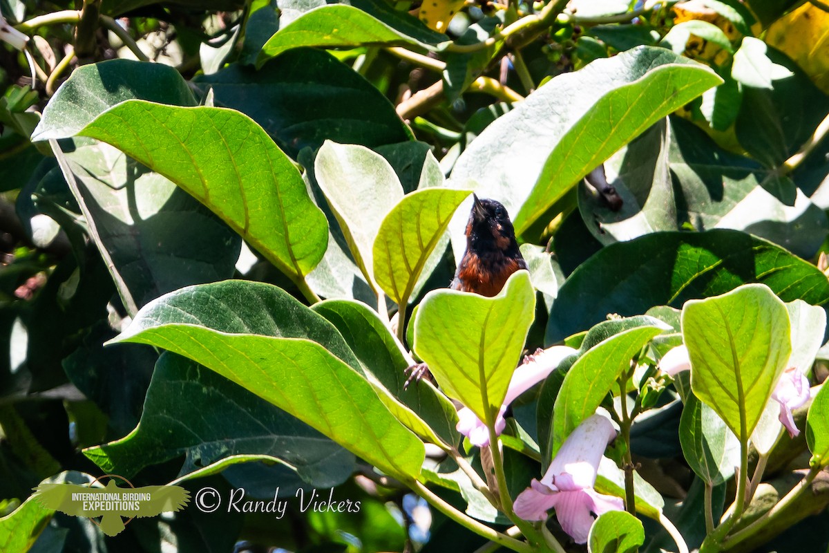 Black-throated Flowerpiercer - ML616728900