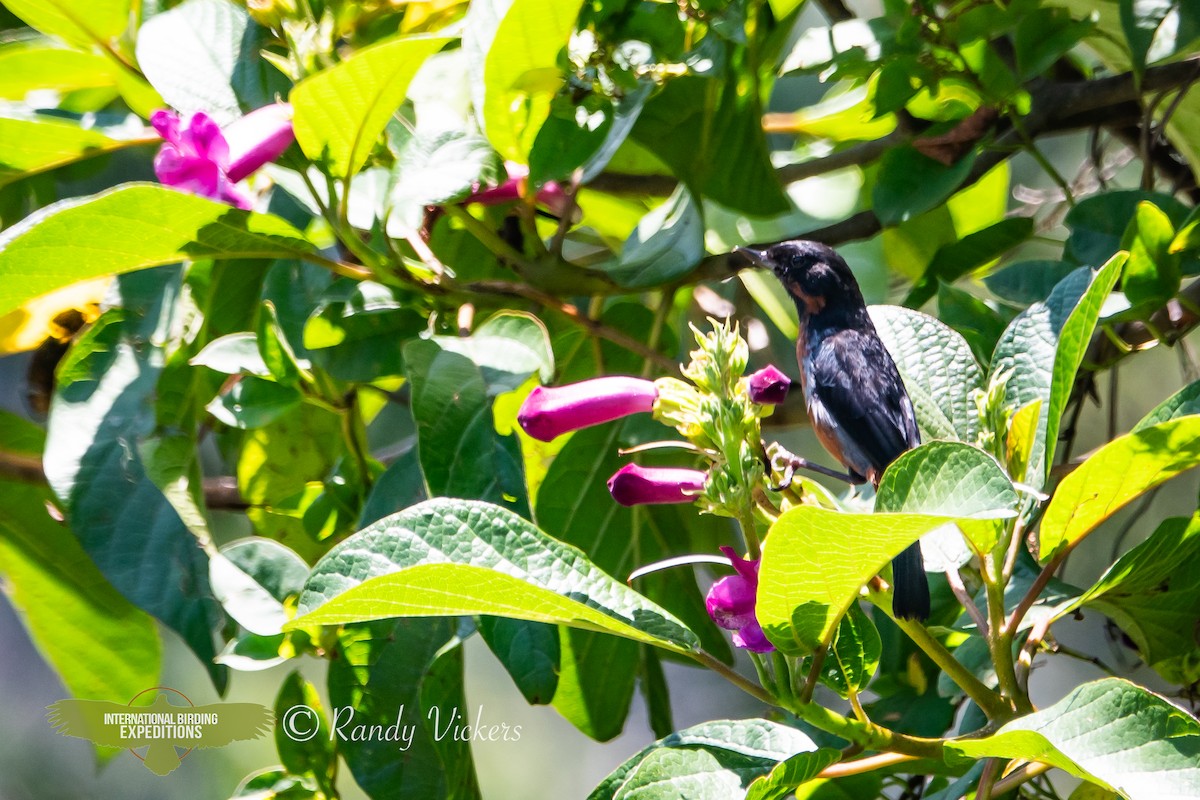 Black-throated Flowerpiercer - ML616728901