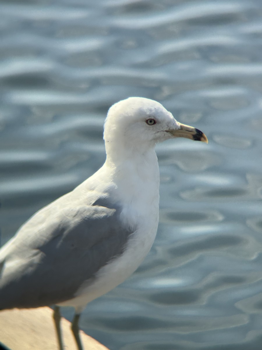 Ring-billed Gull - ML616728905