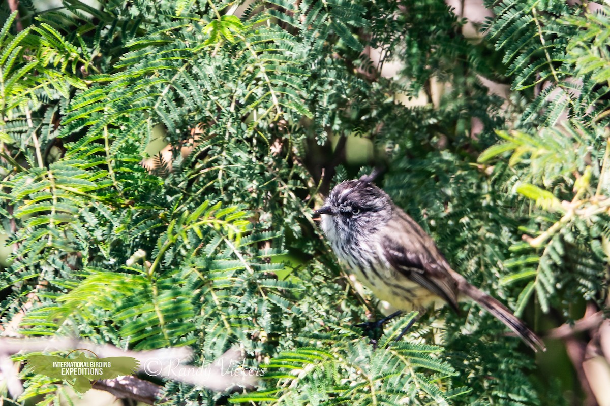 Tufted Tit-Tyrant - ML616728922