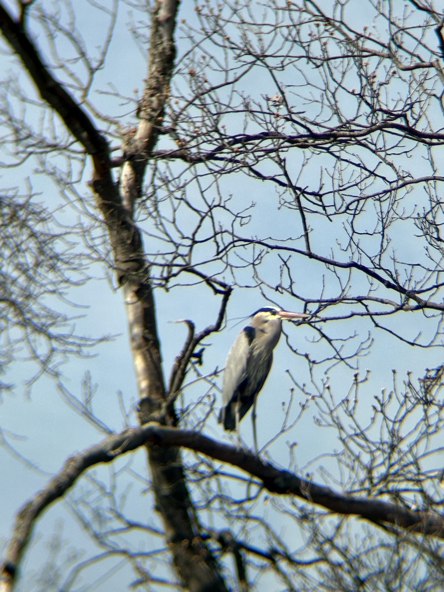 Great Blue Heron - ML616728952