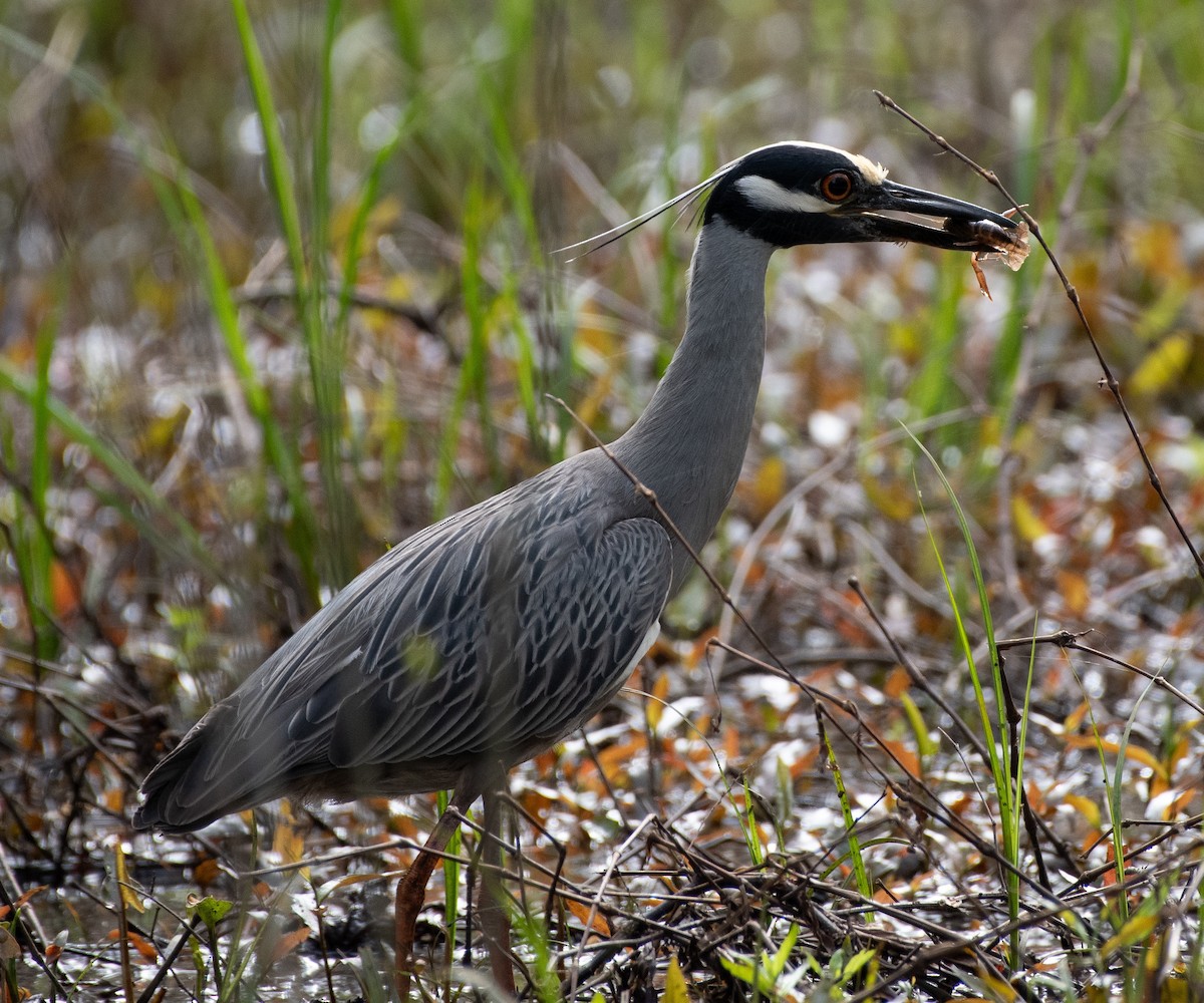 Yellow-crowned Night Heron - ML616728959