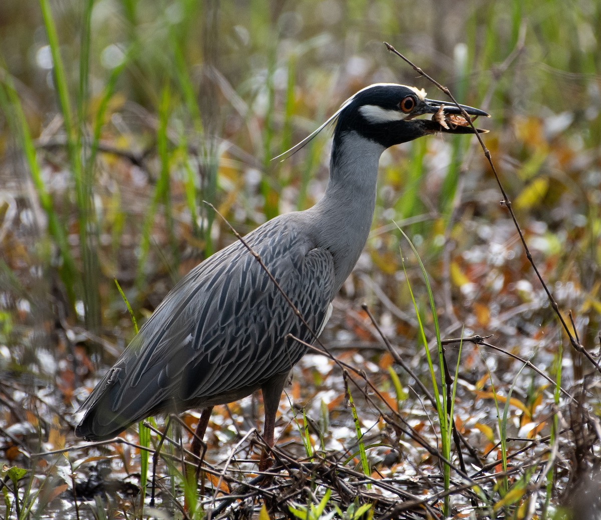 Yellow-crowned Night Heron - ML616728963