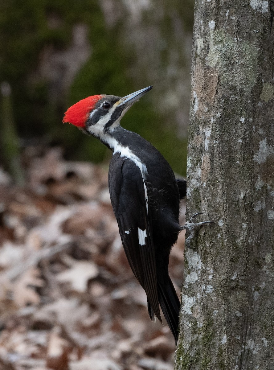 Pileated Woodpecker - Morgan Mattingly 🐍