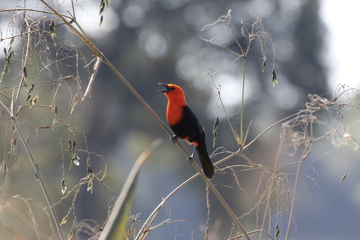 Scarlet-headed Blackbird - Tim Cowley