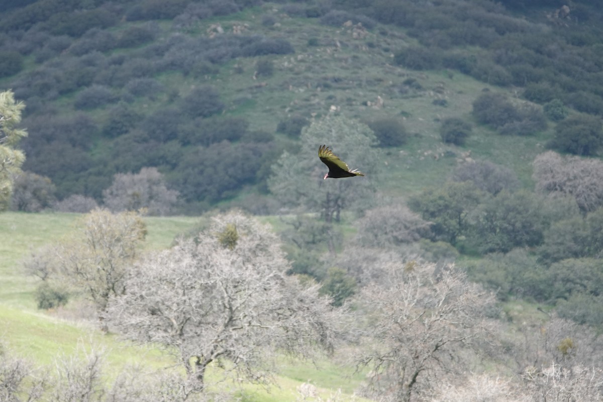 Turkey Vulture - ML616729024