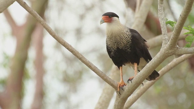 Caracara huppé - ML616729026