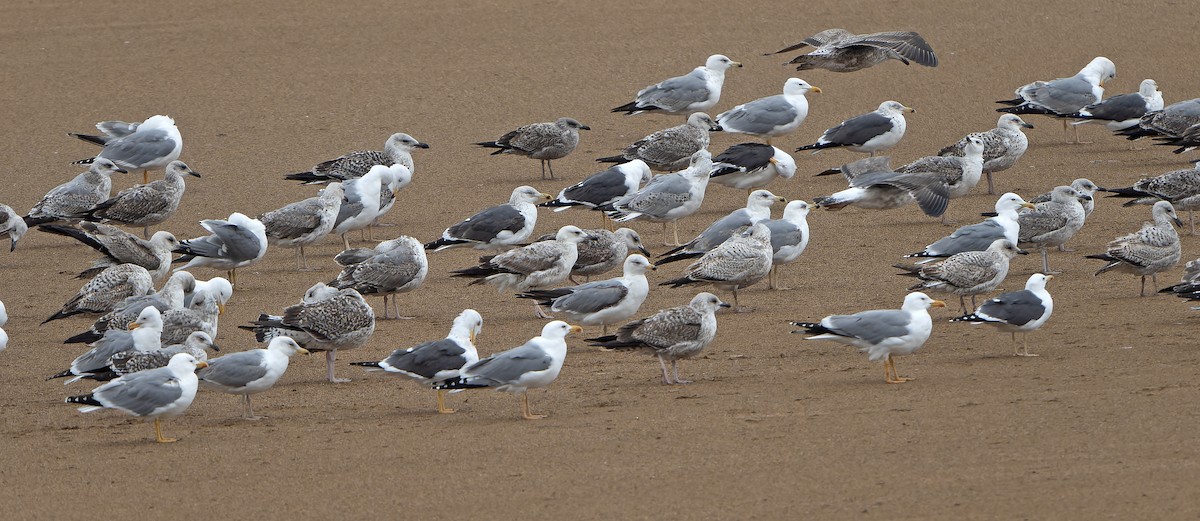 Herring Gull - ML616729037