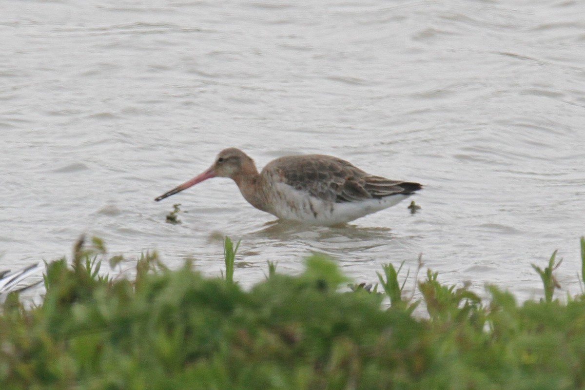 Black-tailed Godwit - ML616729039