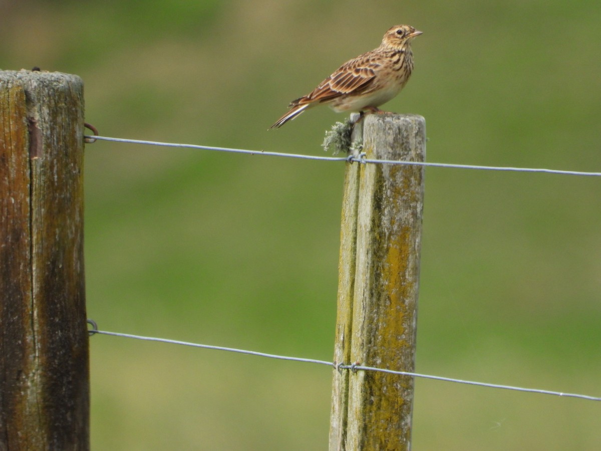 Eurasian Skylark - Paul Cuming