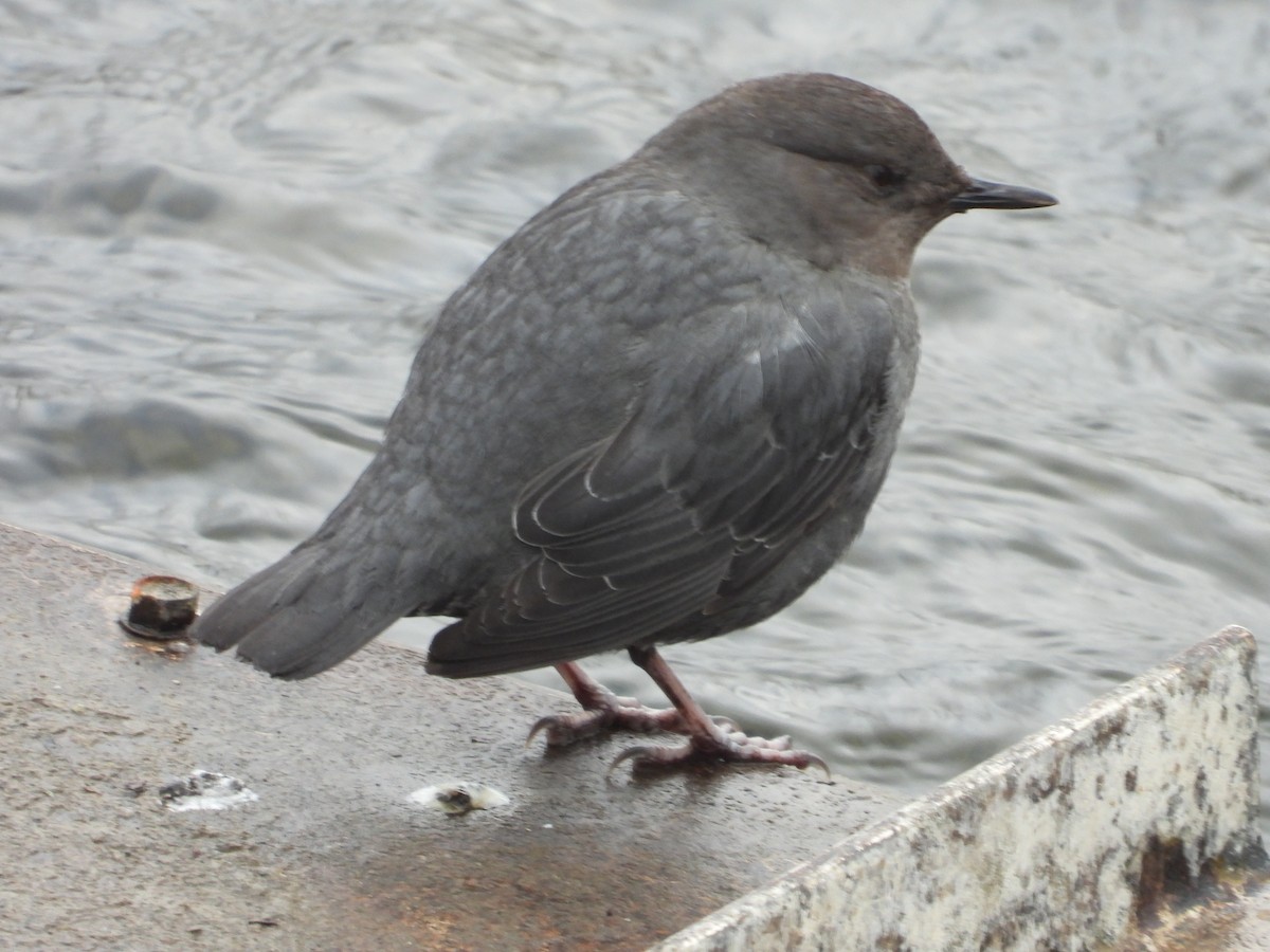 American Dipper - ML616729065