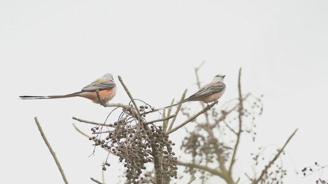 Scherenschwanz-Königstyrann - ML616729080