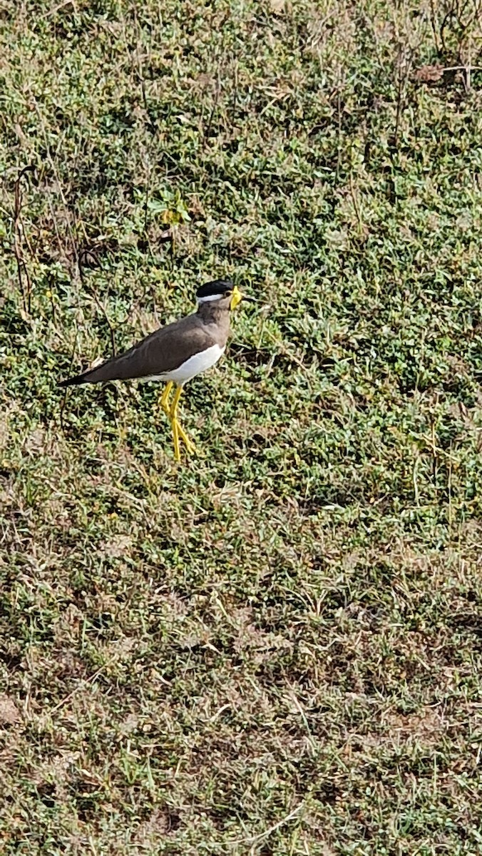 Yellow-wattled Lapwing - ML616729093