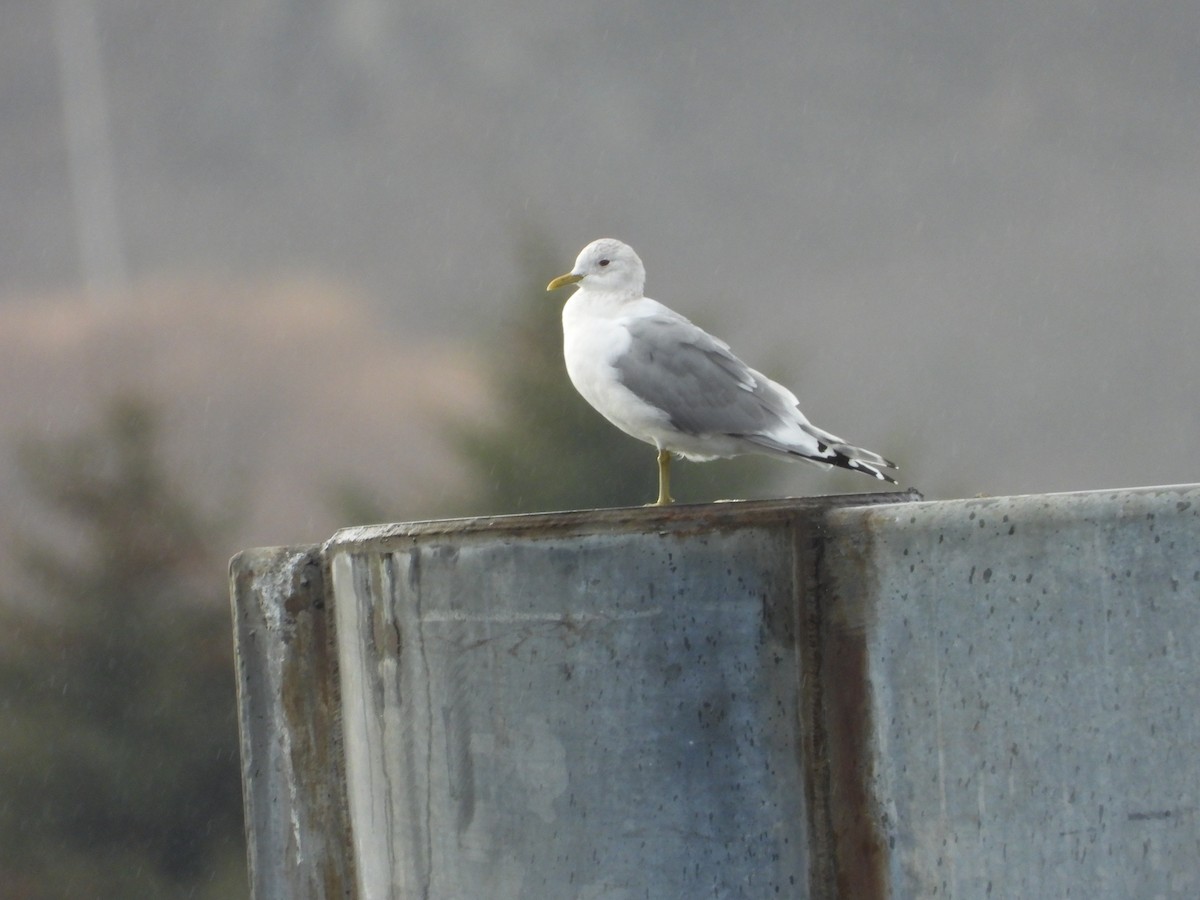 Short-billed Gull - ML616729133