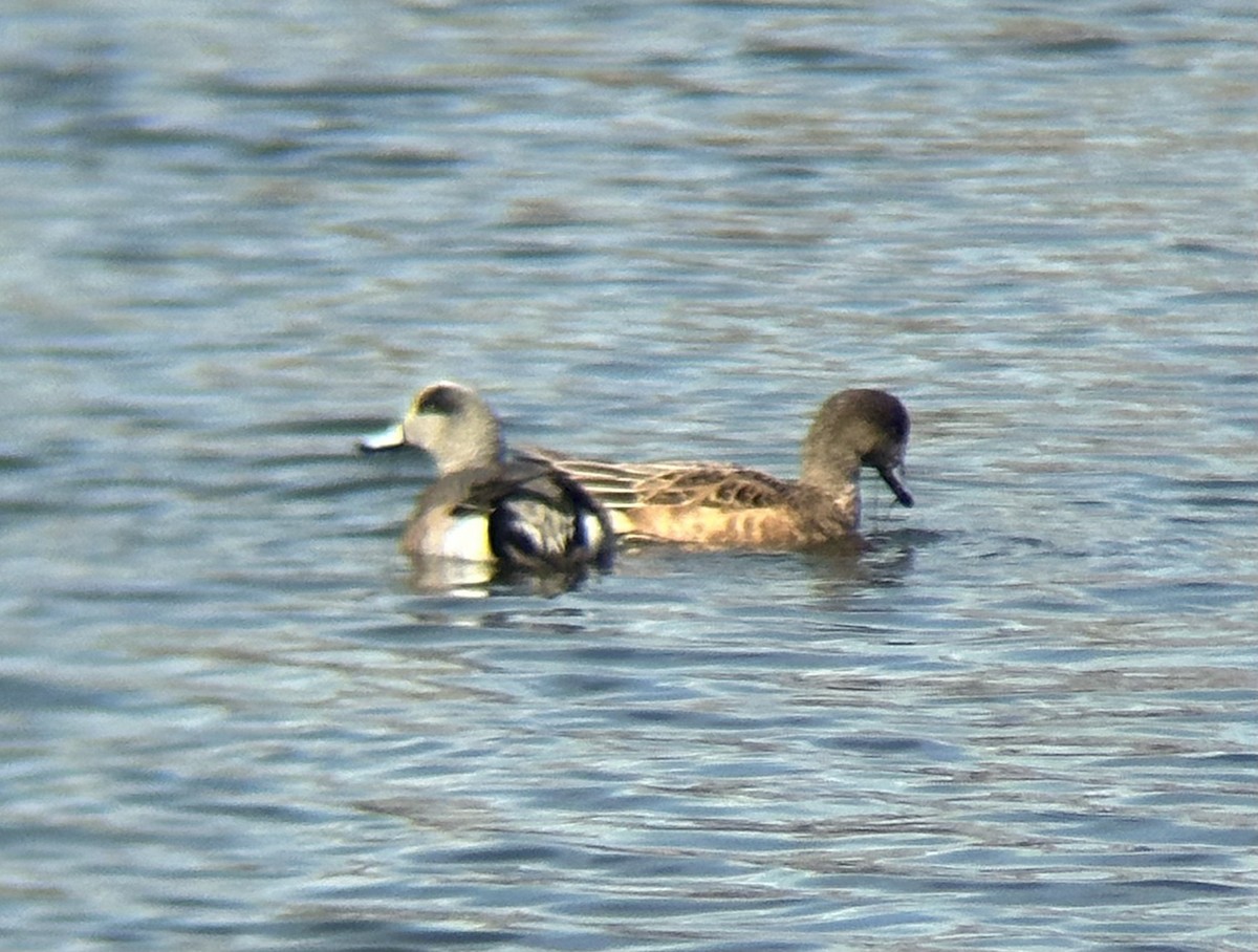 American Wigeon - ML616729215