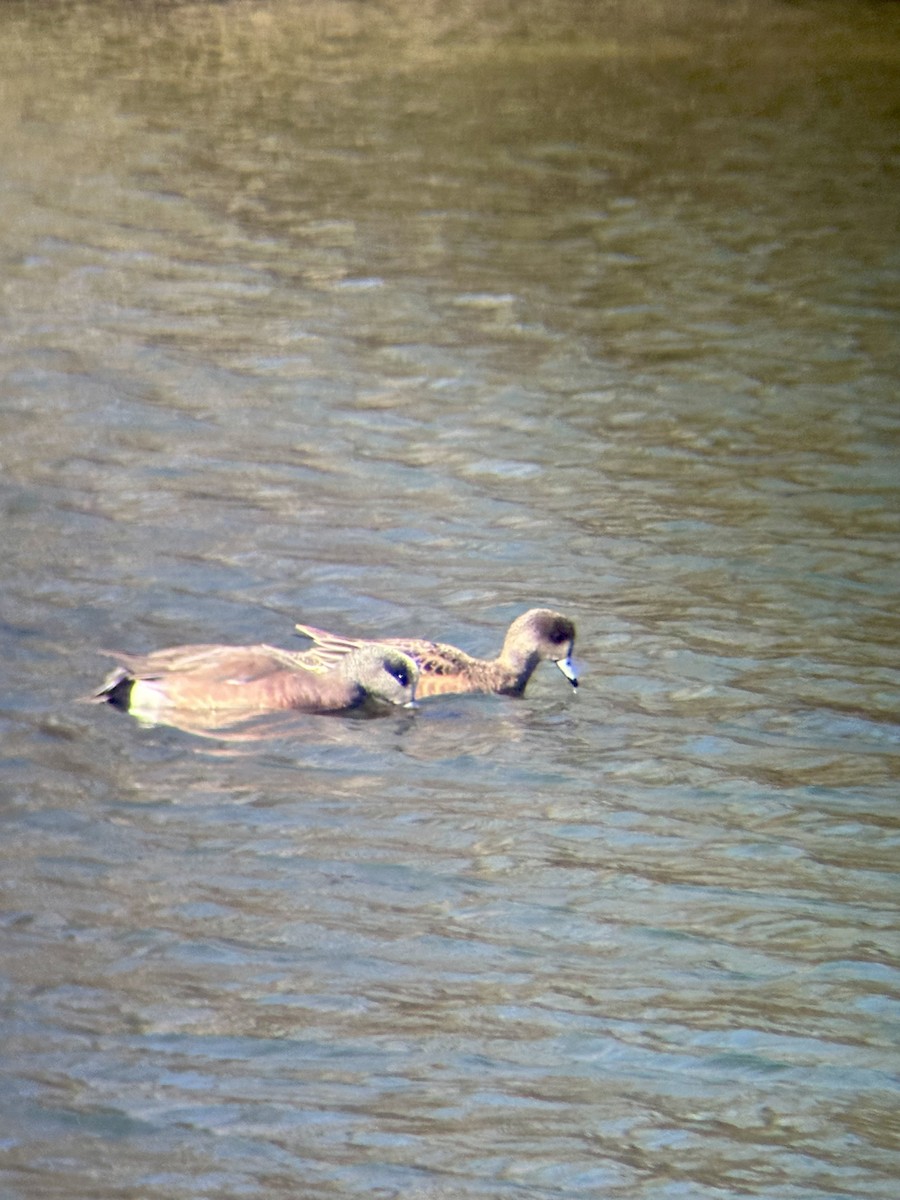 American Wigeon - ML616729221