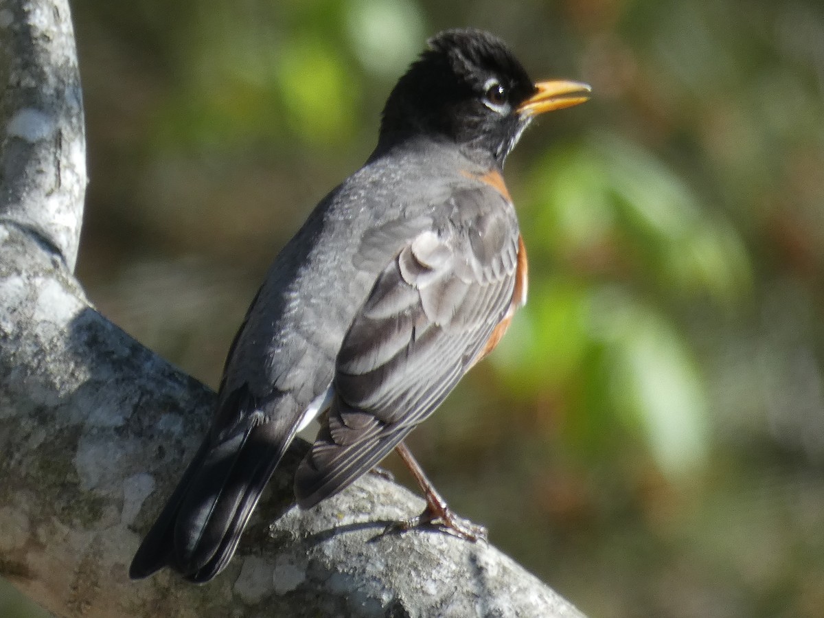 American Robin - ML616729345