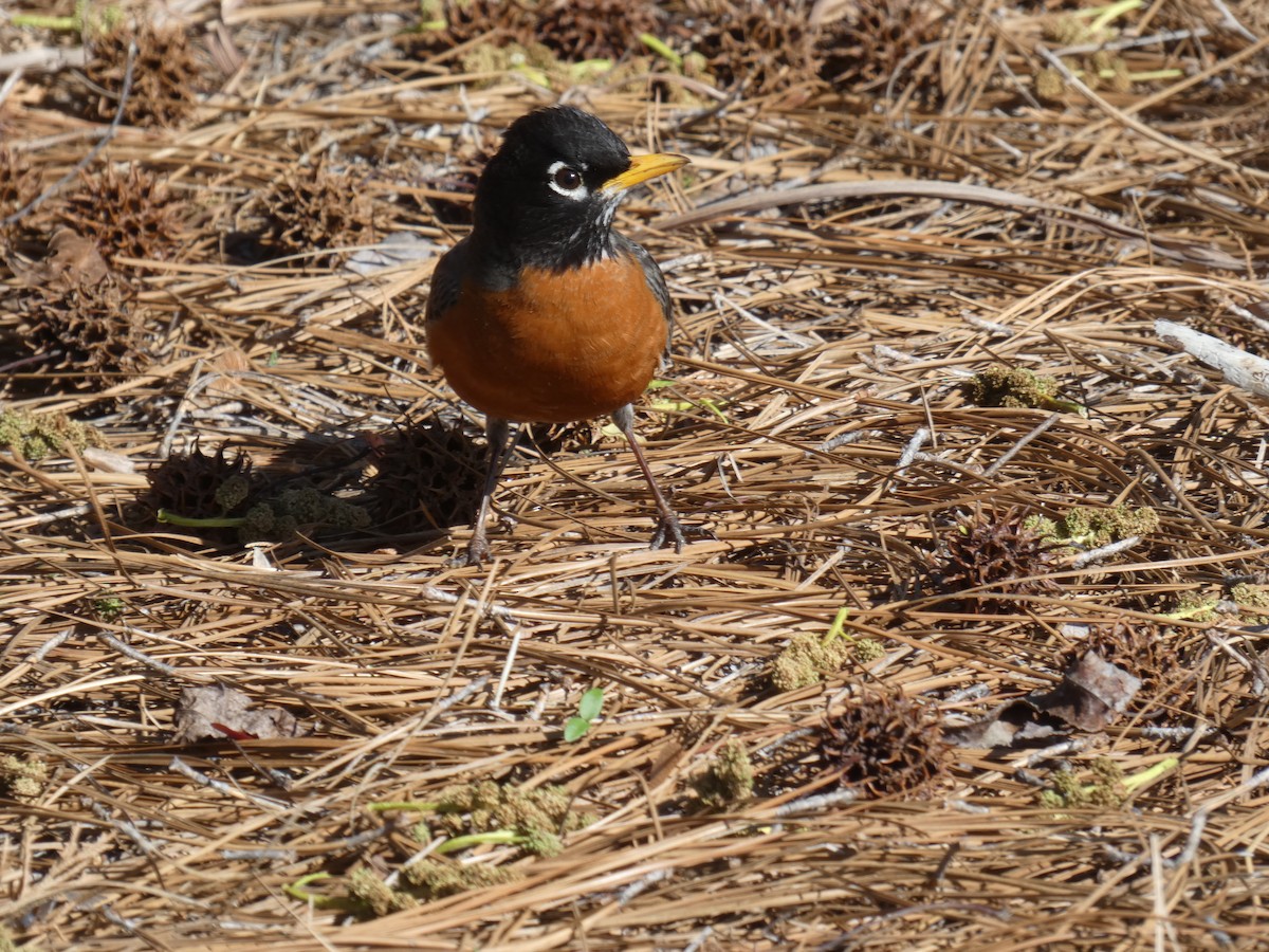 American Robin - ML616729347