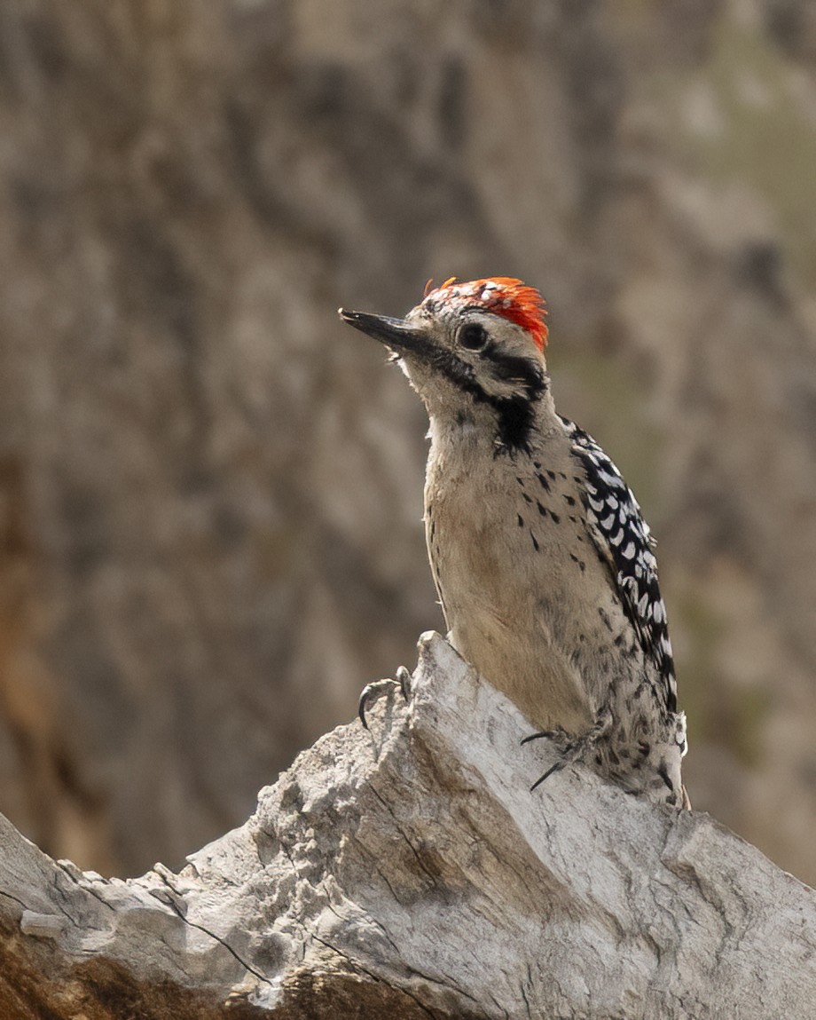 Ladder-backed Woodpecker - ML616729351