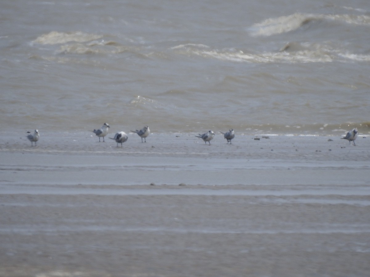 Whiskered Tern - ML616729361