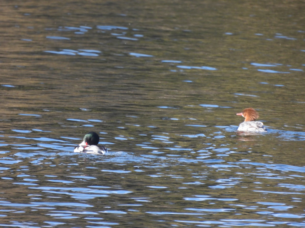 Common Merganser - ML616729470