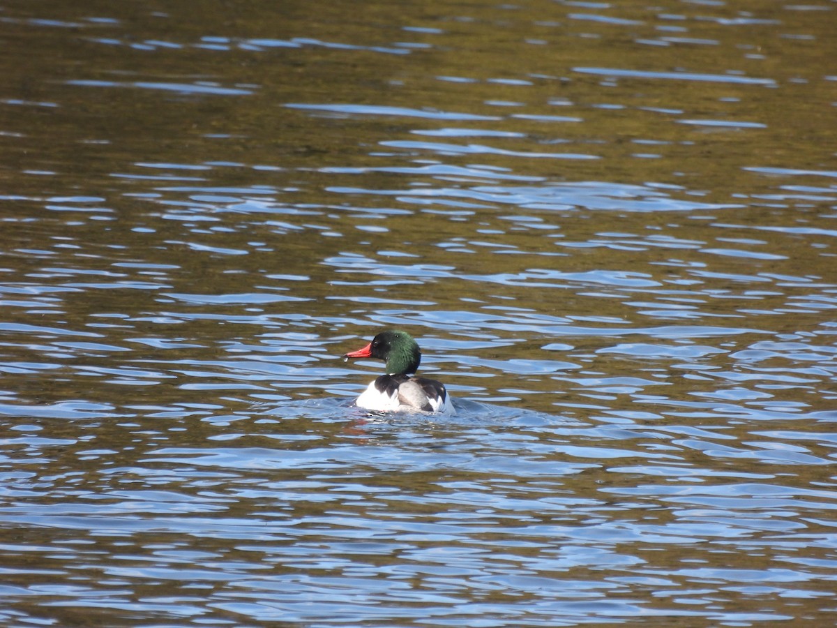 Common Merganser - ML616729471