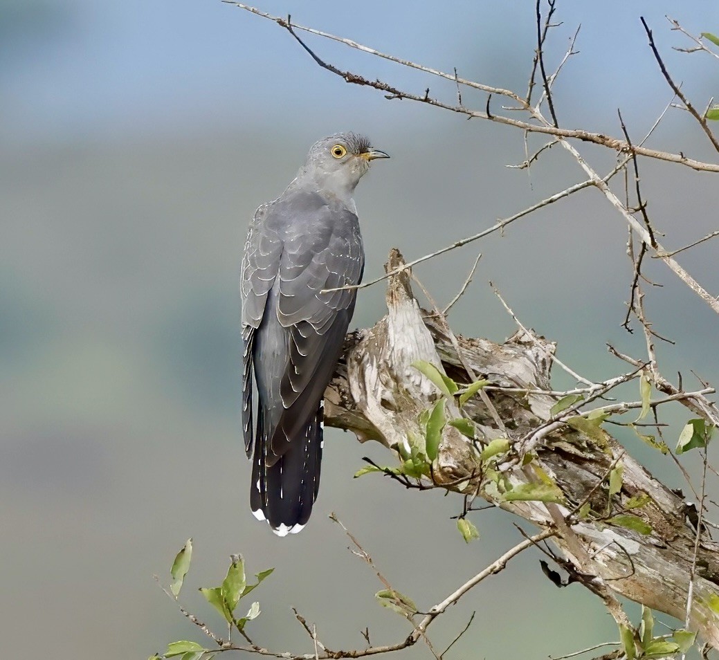 Common Cuckoo - ML616729481