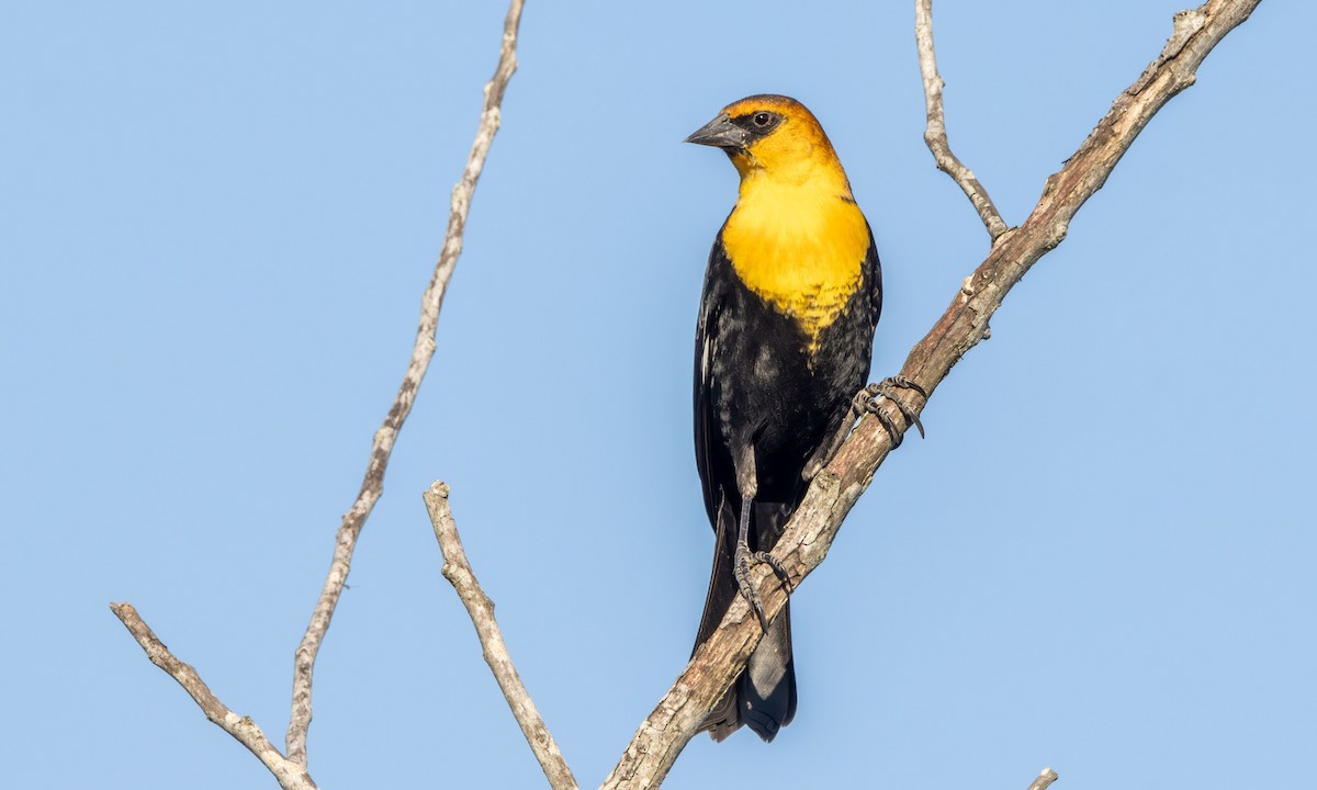 Yellow-headed Blackbird - ML616729512