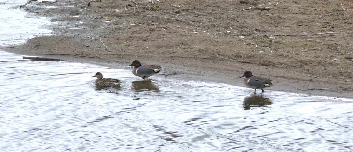 Green-winged Teal - ML616729513