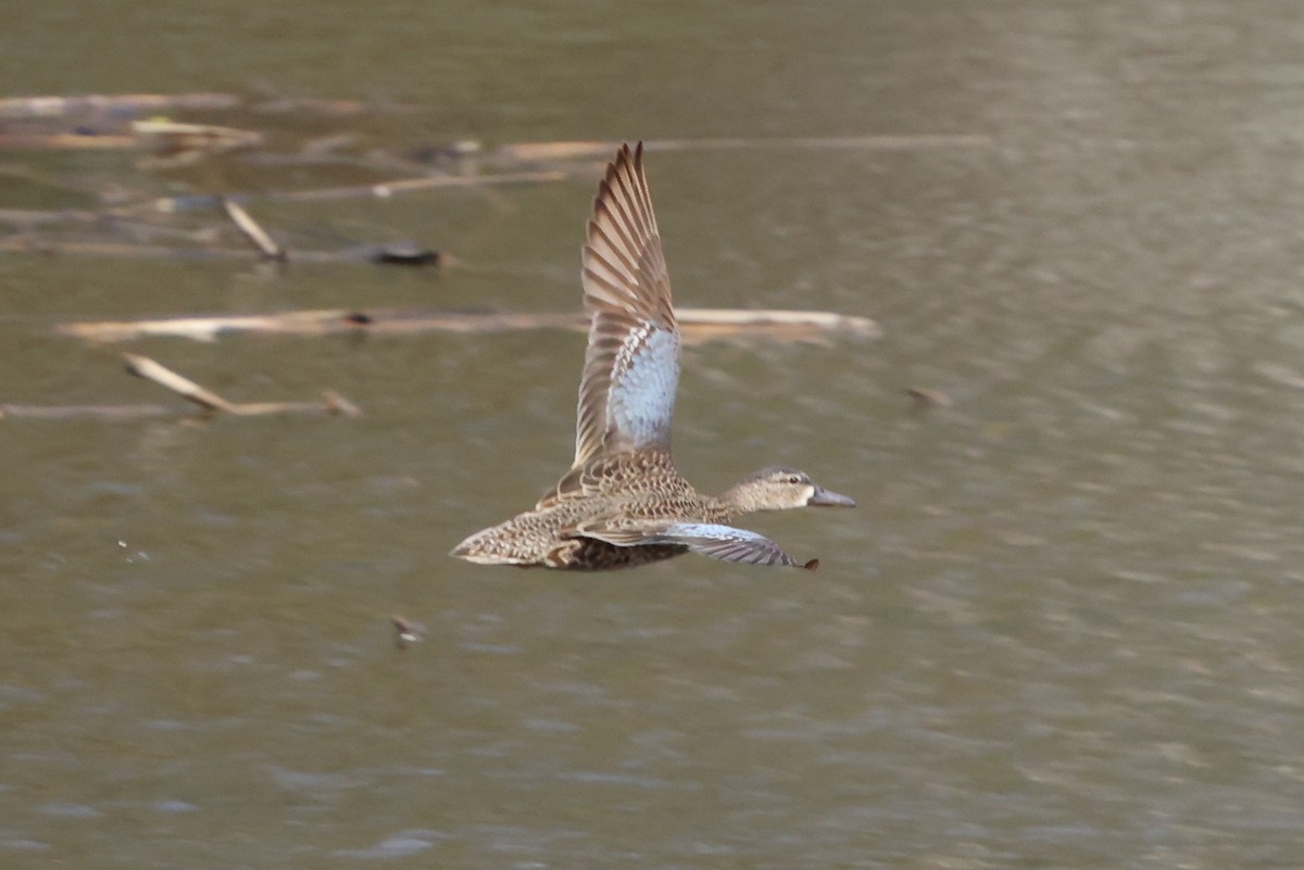 Blue-winged Teal - ML616729532