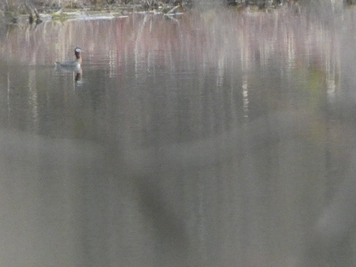 Red-necked Grebe - ML616729552