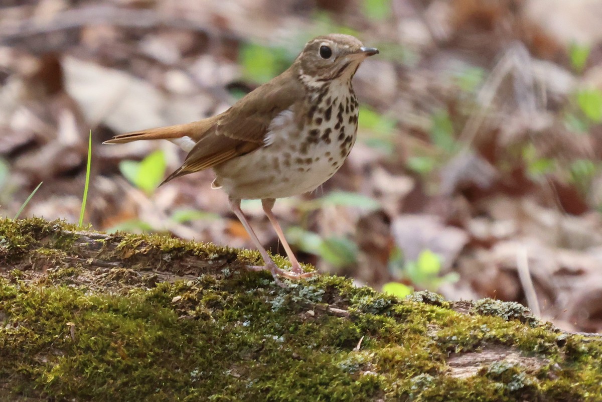 Hermit Thrush - ML616729573