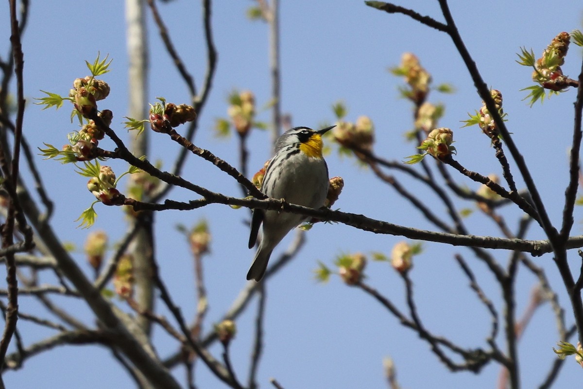 Yellow-throated Warbler - Phil Kenny