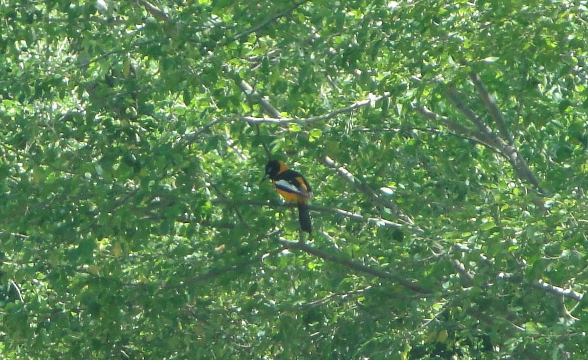 Venezuelan Troupial - Hector C. Cruzado