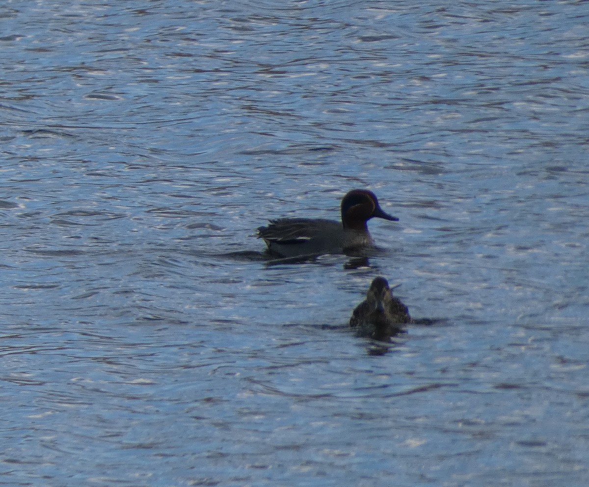 Green-winged Teal (Eurasian) - ML616729618