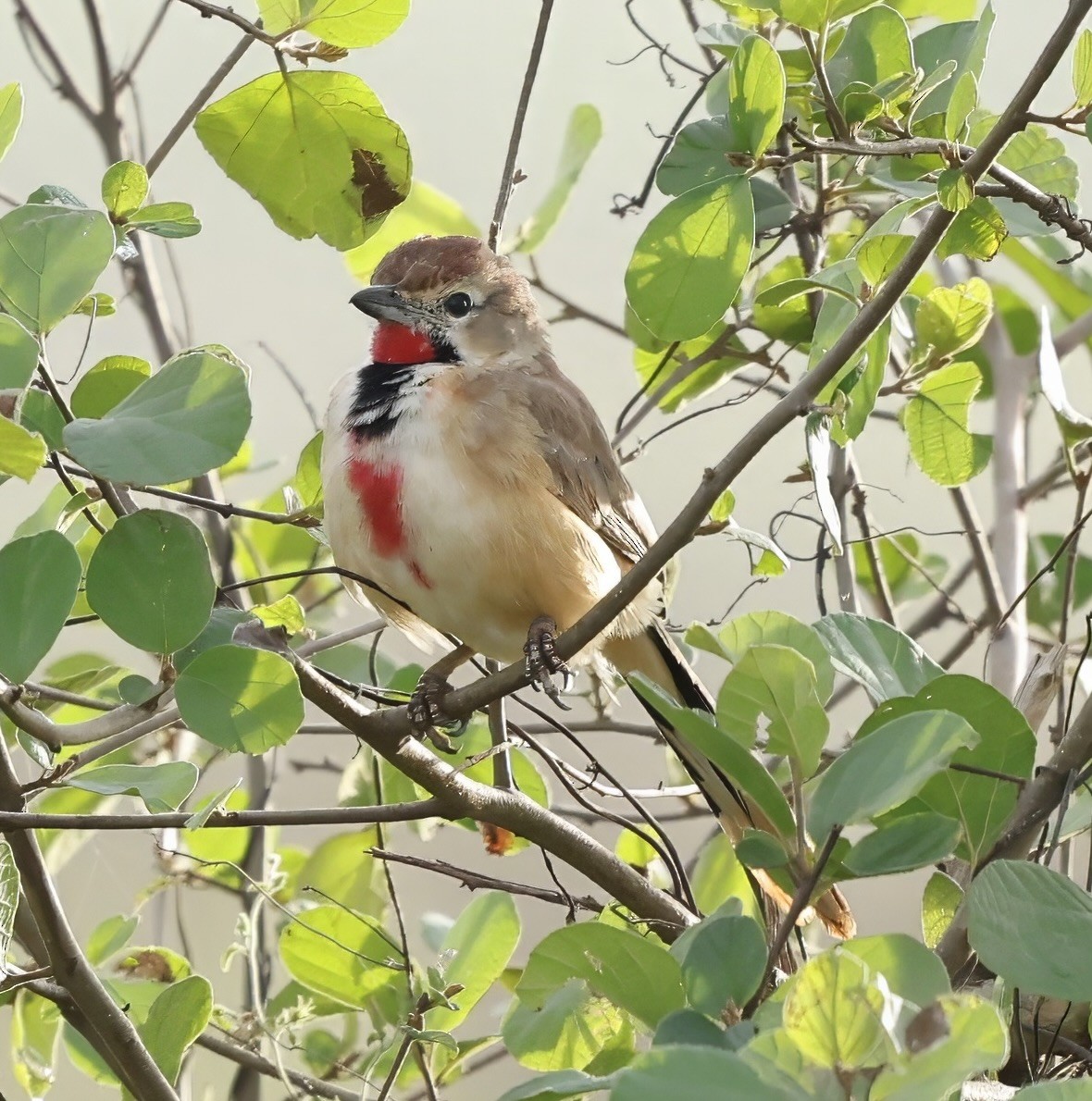 Rosy-patched Bushshrike - ML616729694