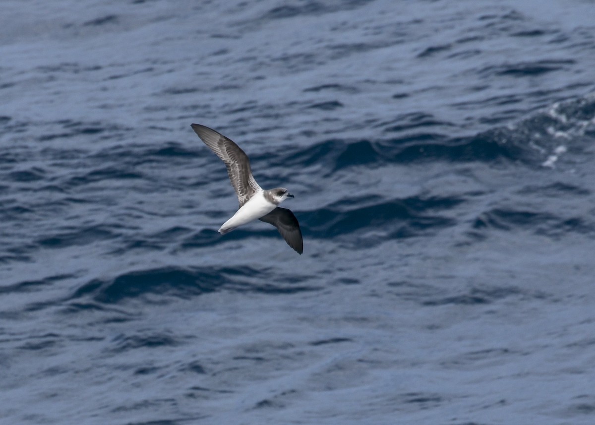 Soft-plumaged Petrel - Simon Lane