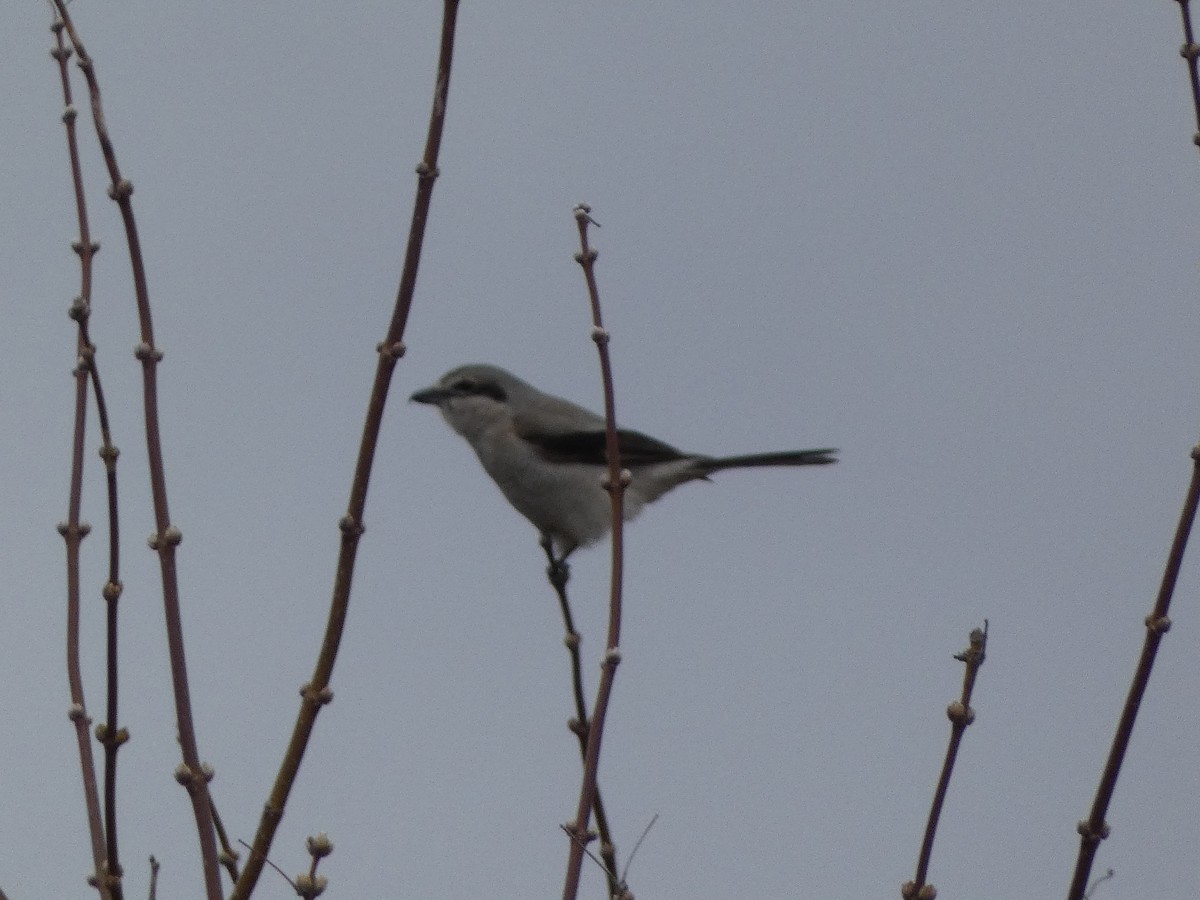 Northern Shrike - ML616729699