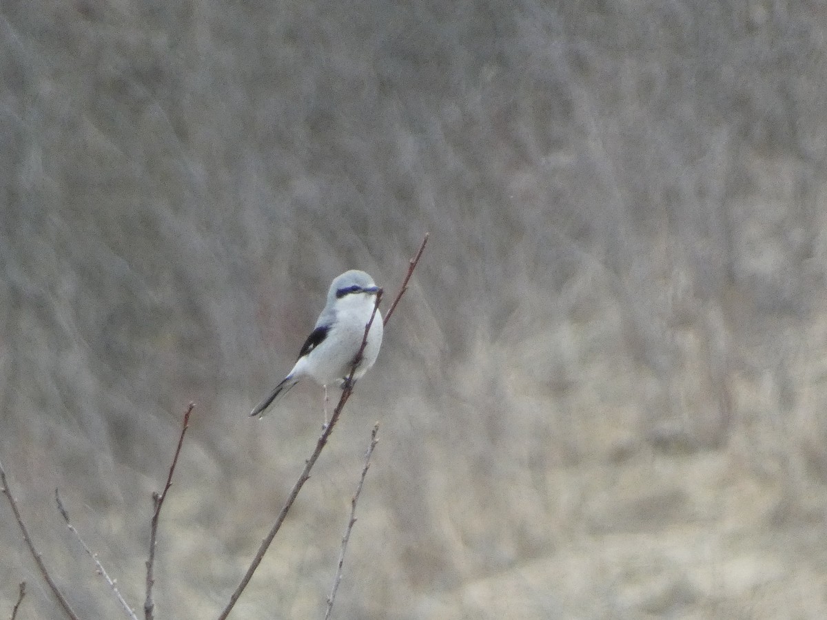 Northern Shrike - Nicolas Moreno