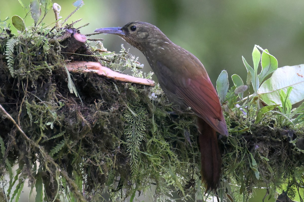 Spotted Woodcreeper - ML616729740