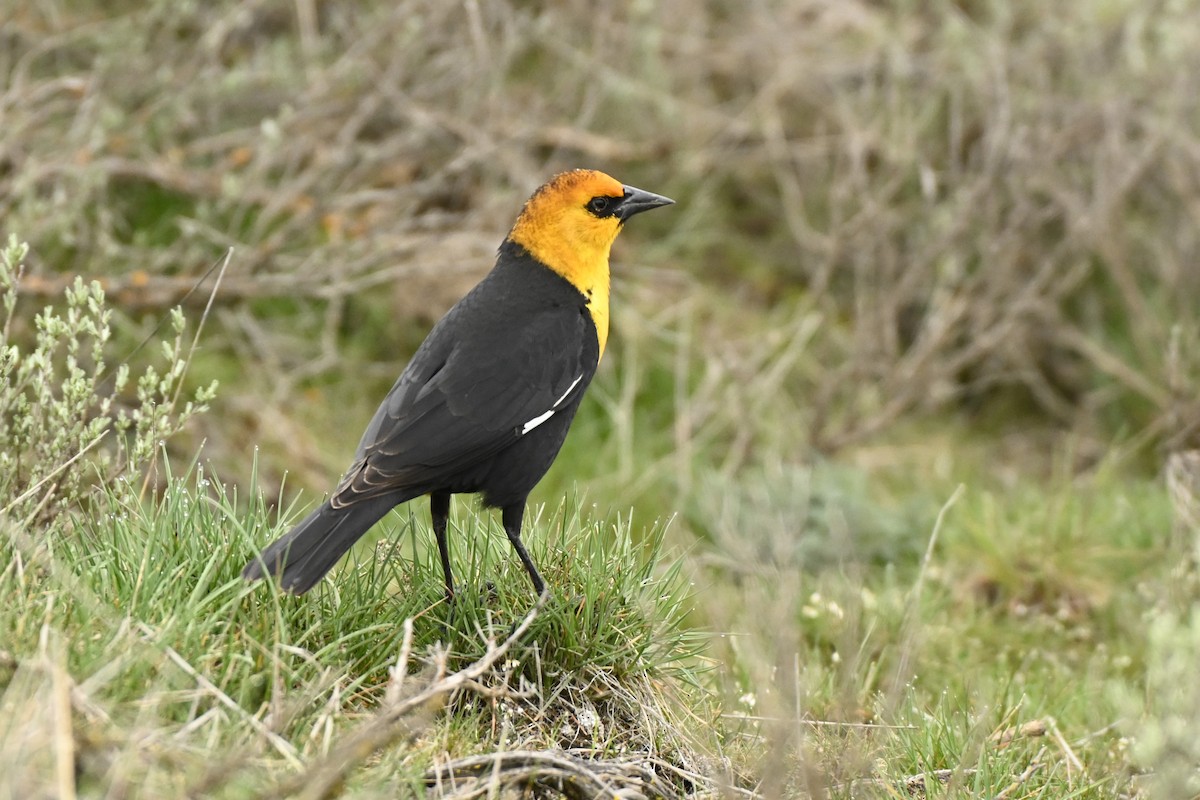 Yellow-headed Blackbird - ML616729757